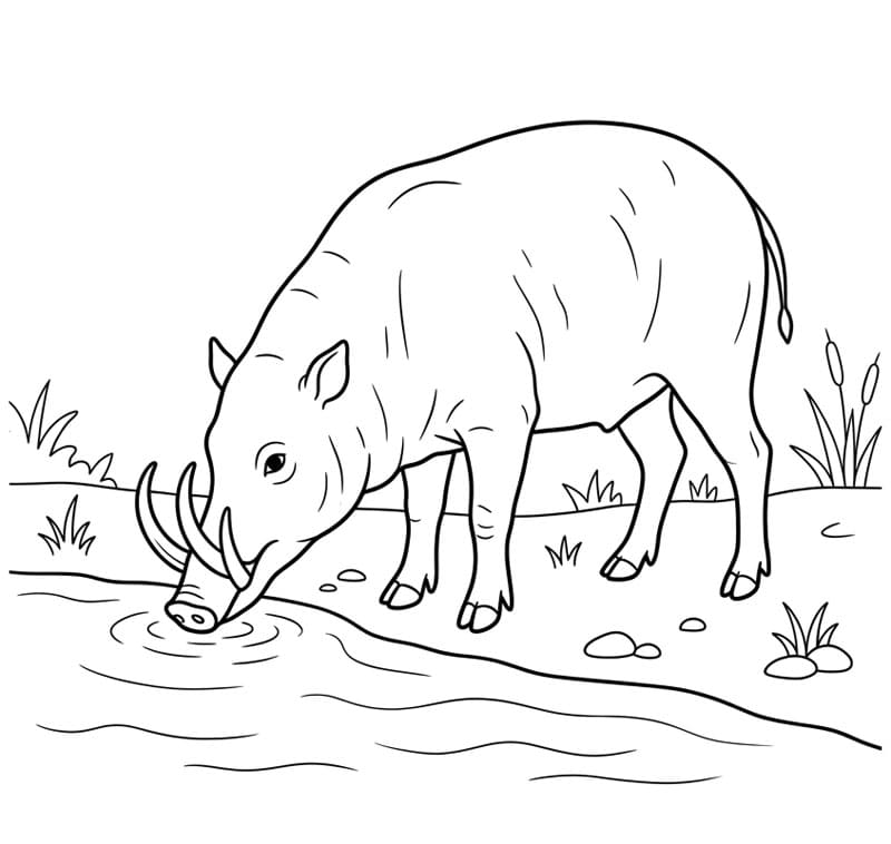 Babi Rusa Minum