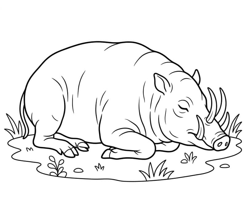 Babi Rusa sedang tidur