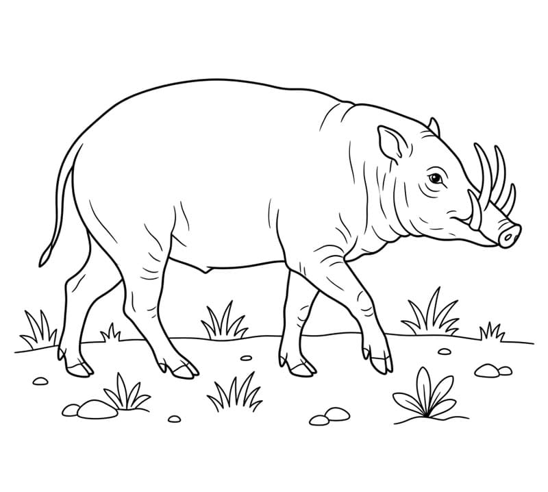 Berjalan Babi Rusa