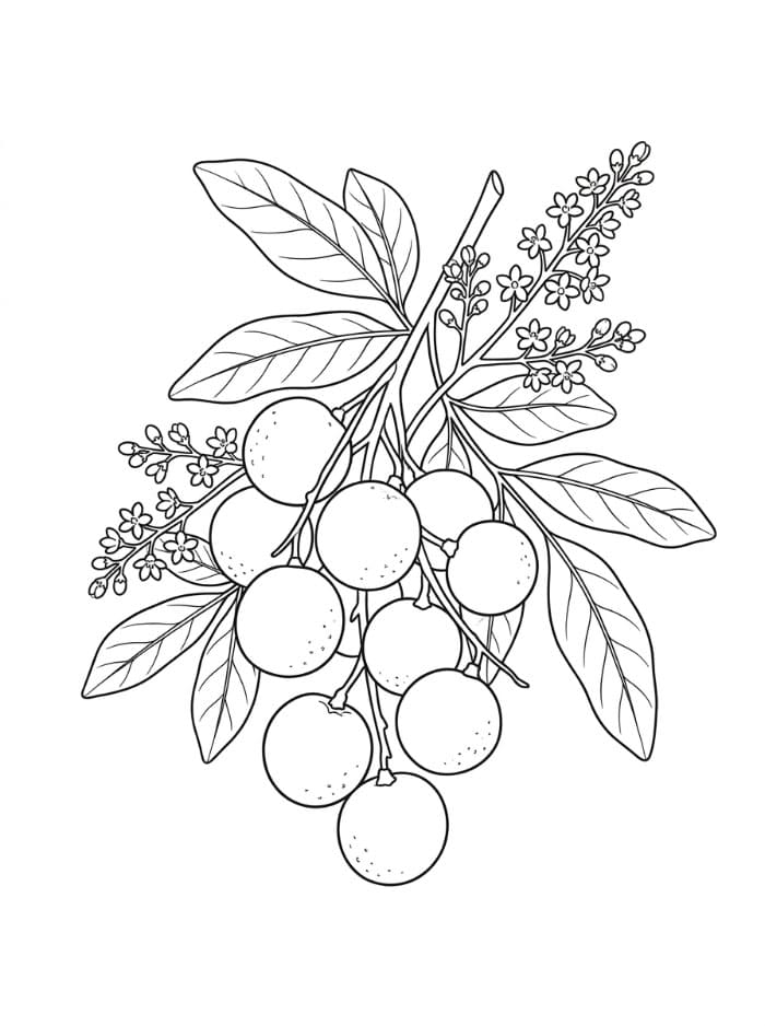 Buah Longan dan Bunga