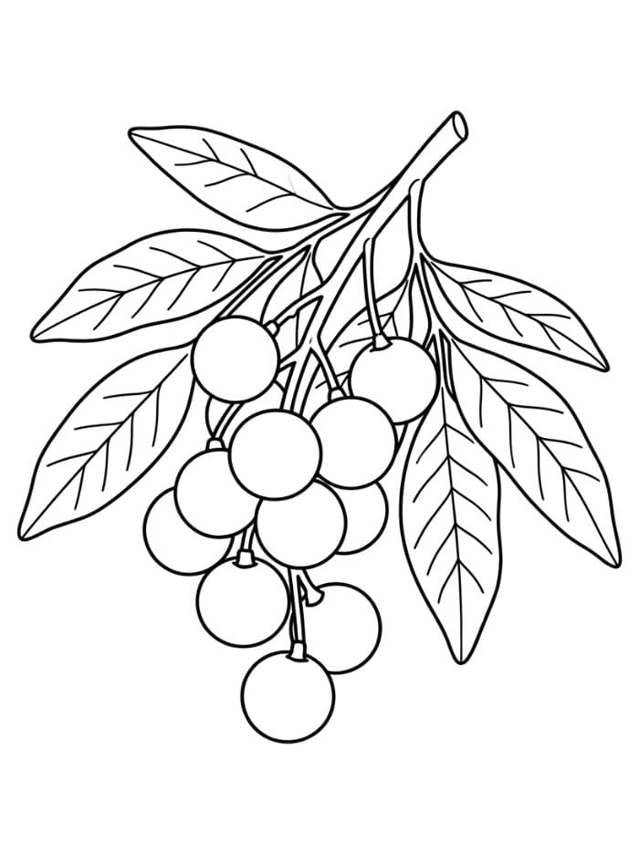 Buah Longan dan Daun
