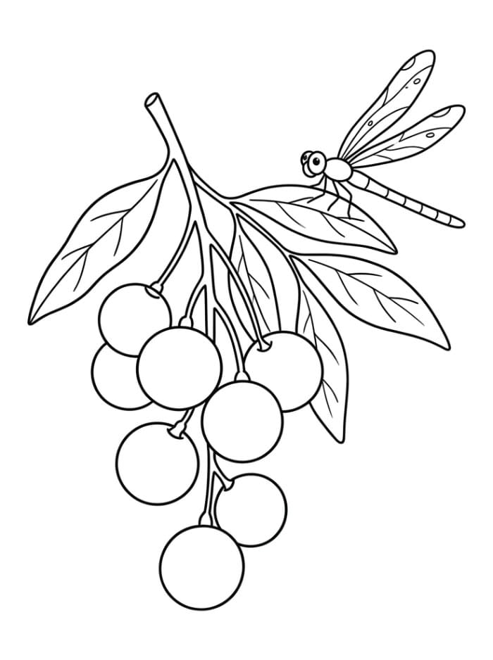 Buah Longan dan Seekor Capung