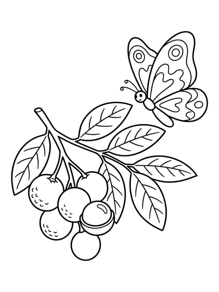 Buah Longan dan Seekor Kupu-Kupu