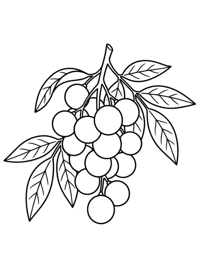 Buah Longan dengan Daun