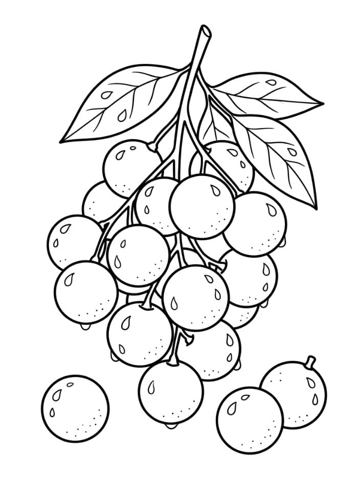 Buah Longan dengan Tetesan Air