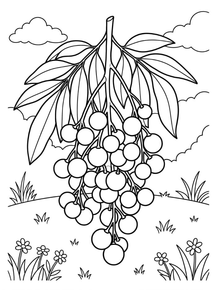 Buah Longan di Alam