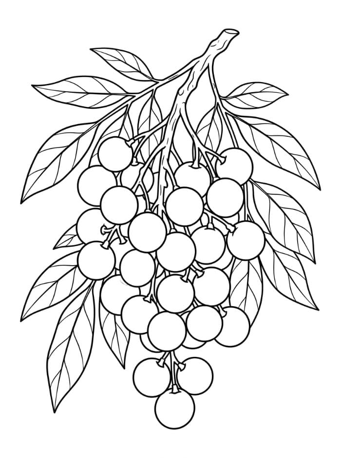 Buah Longan di Ranting