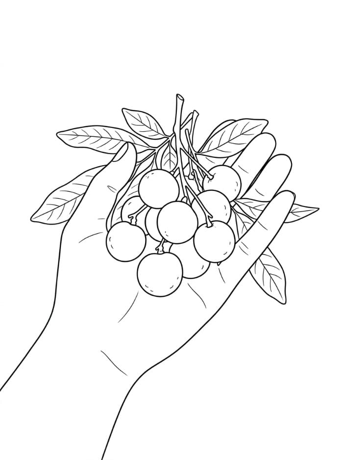 Buah Longan di Tangan