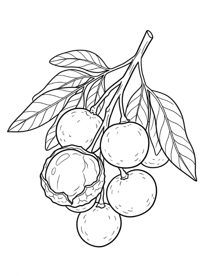 Buah Longan Tampak Dekat