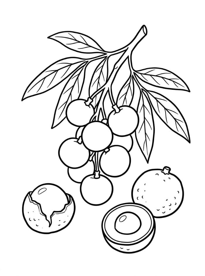 Gambar Buah Longan
