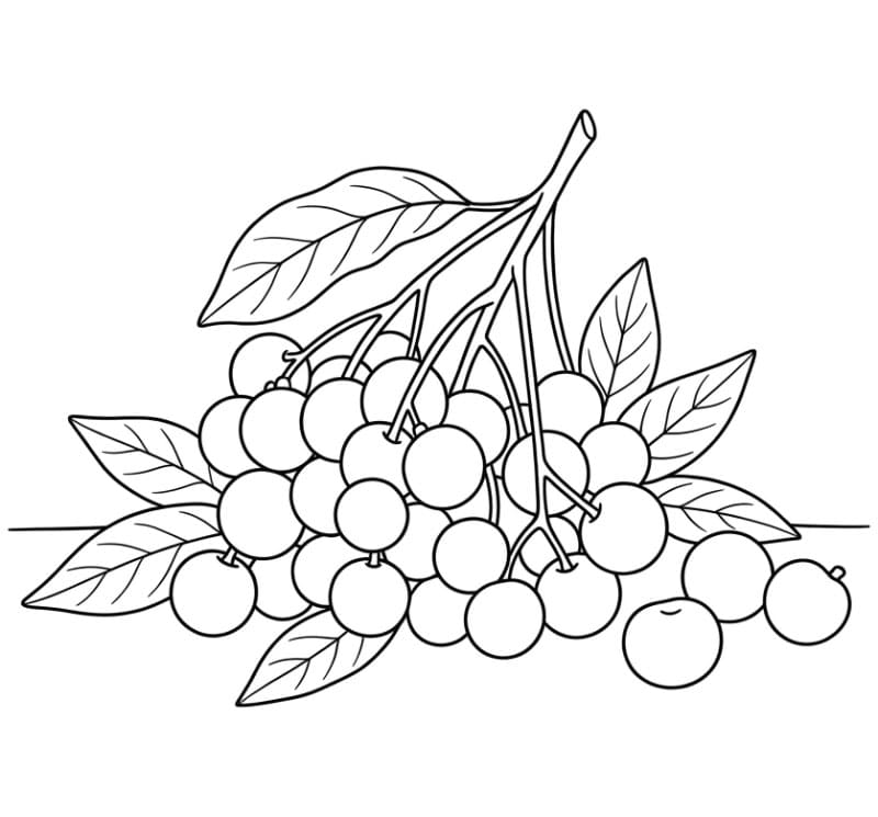 Gambar Buah Longan untuk Dicetak