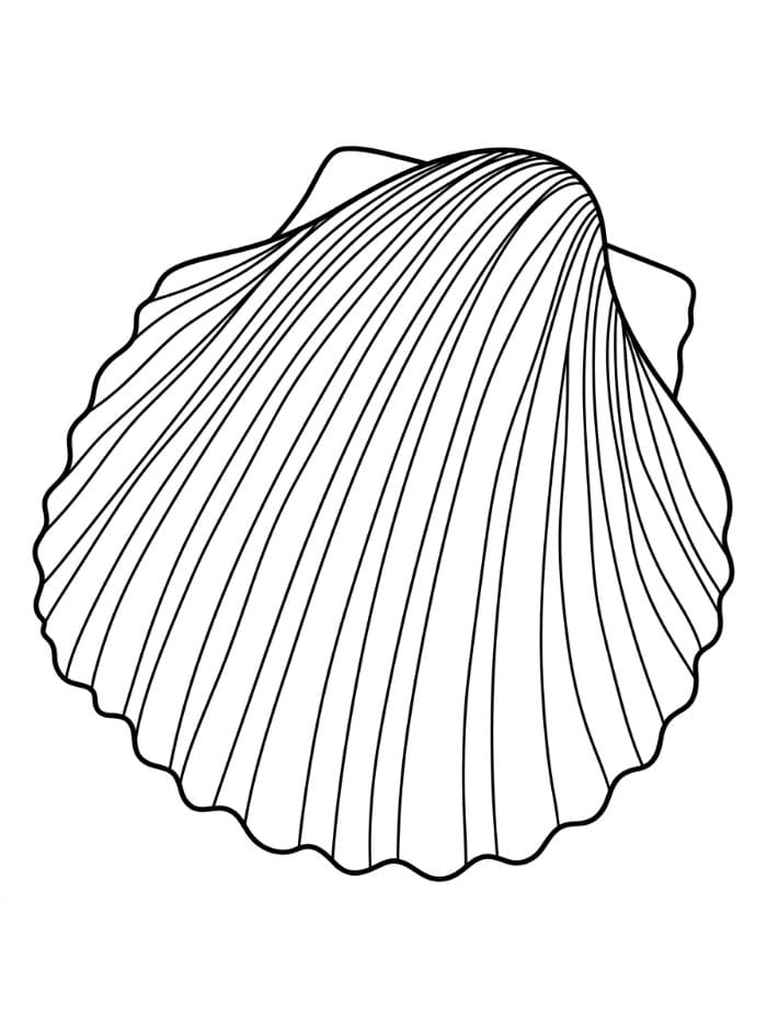 Kerang Laut Bahtera