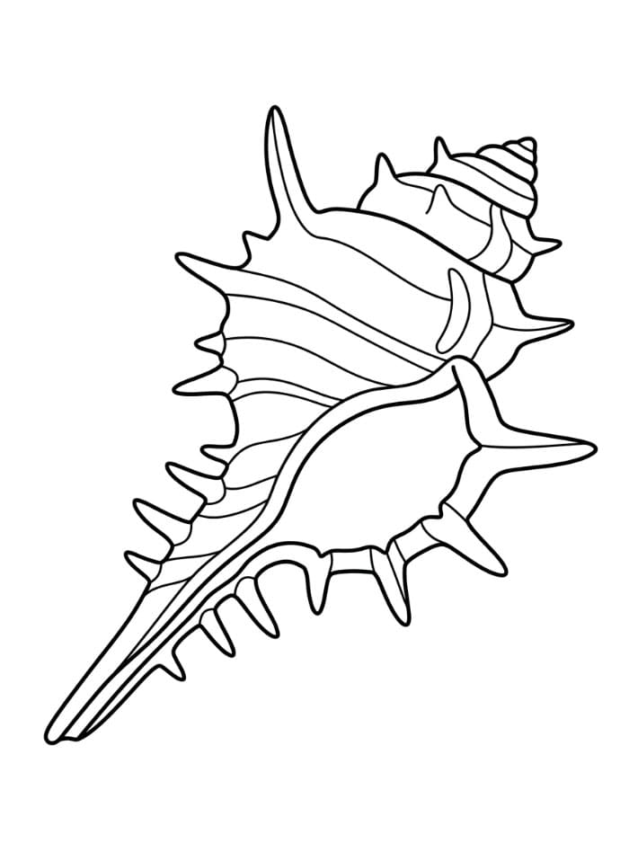 Kerang Laut Murex
