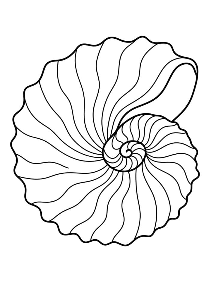 Kerang Laut Nautilus Kertas