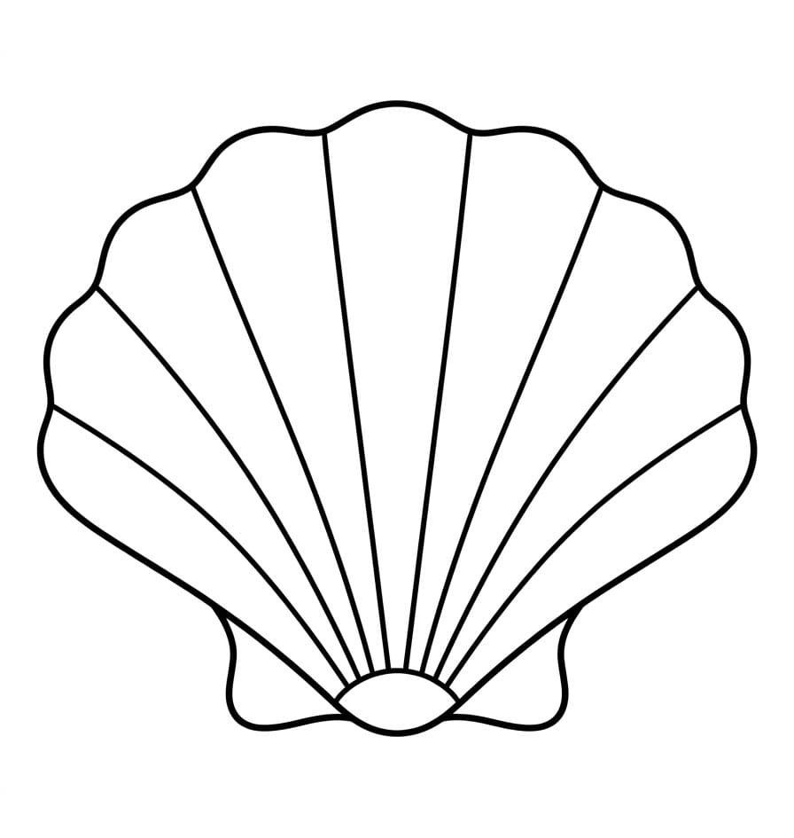 Kerang Laut Simping
