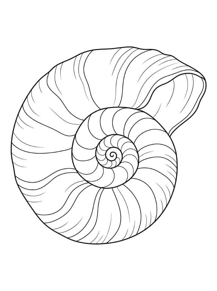 Kerang Laut Spiral