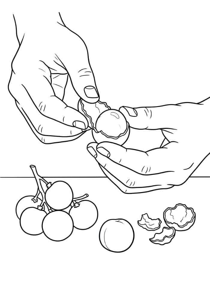 Mengupas Buah Longan