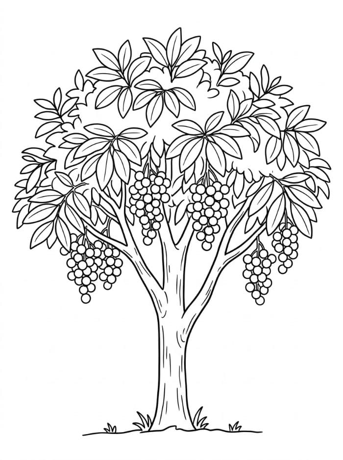 Pohon Buah Longan