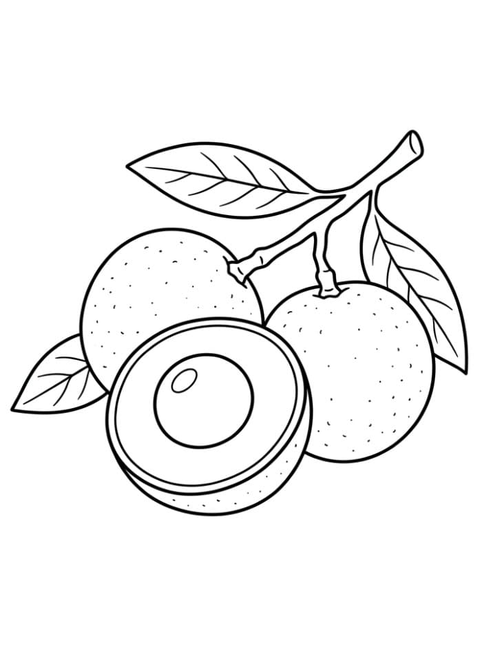 Setengah Buah Longan